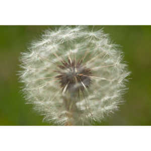 I like to practice focusing on delicate things like Dandelions.