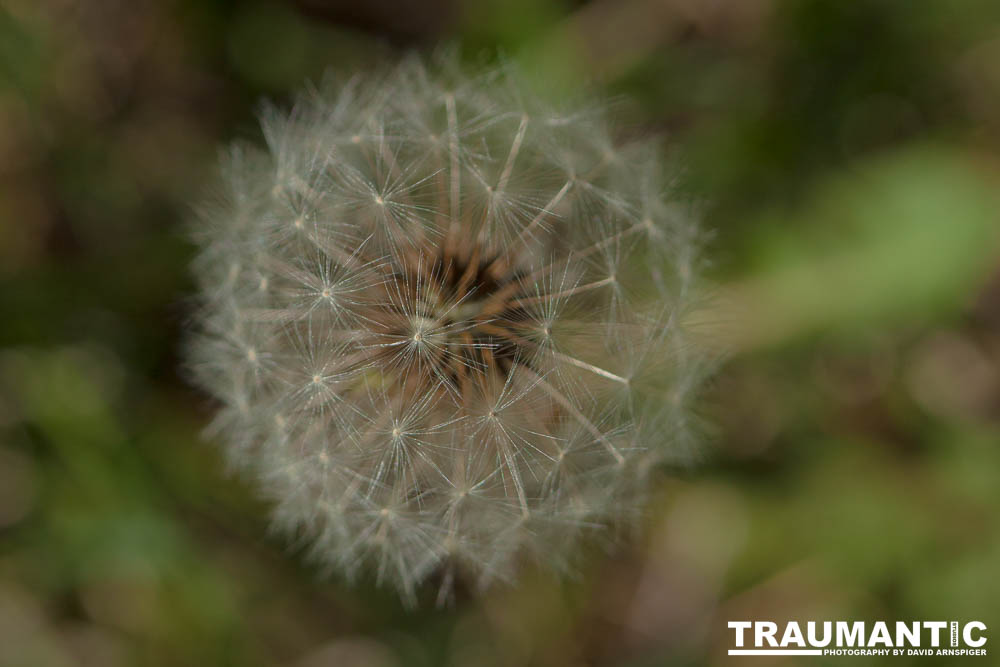 I like to practice focusing on delicate things like Dandelions.