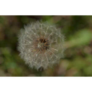 I like to practice focusing on delicate things like Dandelions.