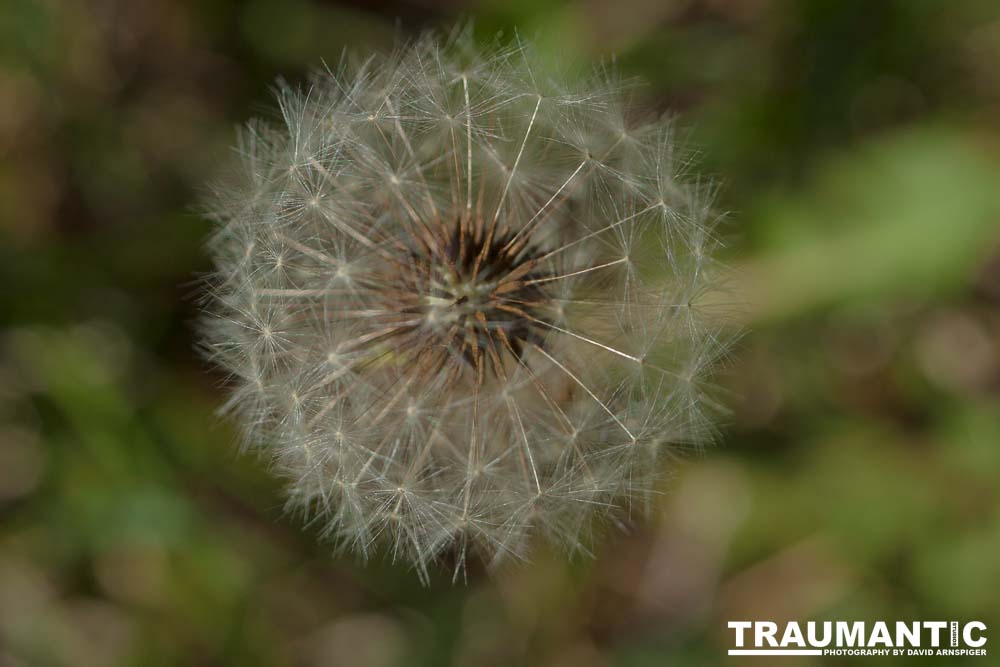 I like to practice focusing on delicate things like Dandelions.