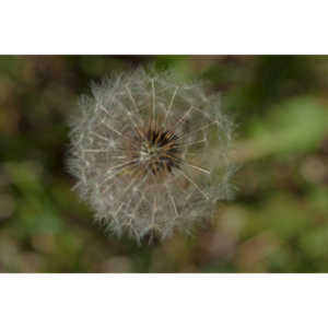 I like to practice focusing on delicate things like Dandelions.