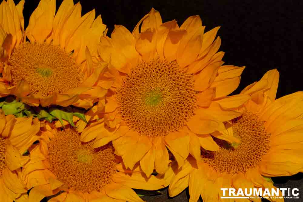 Sometimes I just like to buy a bunch of flowers and take pictures.  Sunflowers are a favorite.