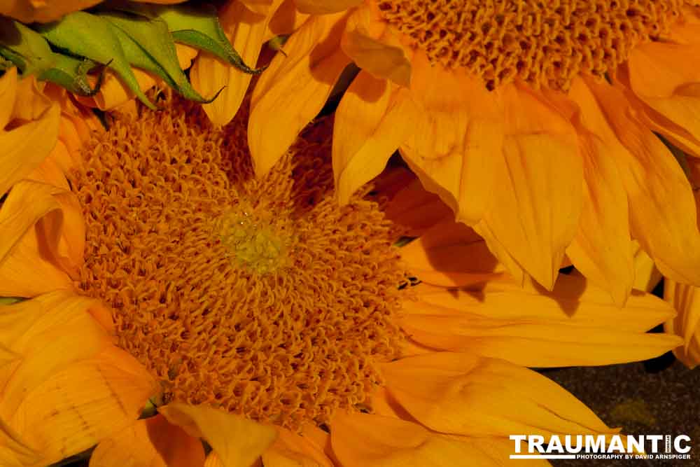 Sometimes I just like to buy a bunch of flowers and take pictures.  Sunflowers are a favorite.