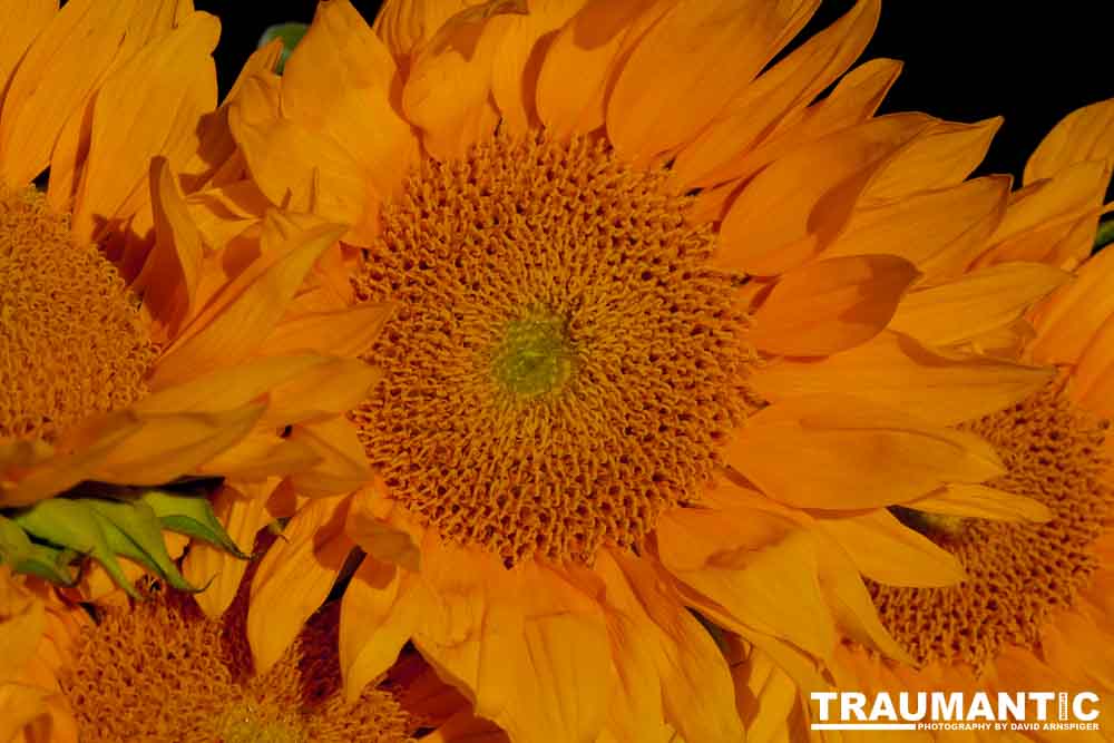 Sometimes I just like to buy a bunch of flowers and take pictures.  Sunflowers are a favorite.