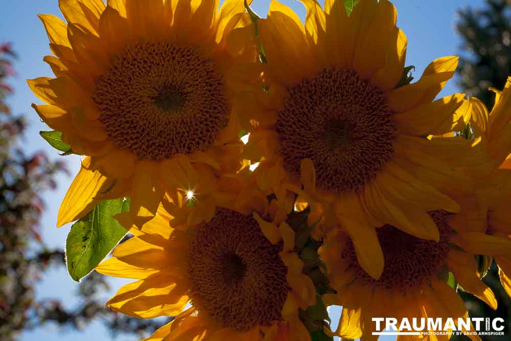 Sometimes I just like to buy a bunch of flowers and take pictures.  Sunflowers are a favorite.