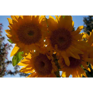 Sometimes I just like to buy a bunch of flowers and take pictures.  Sunflowers are a favorite.