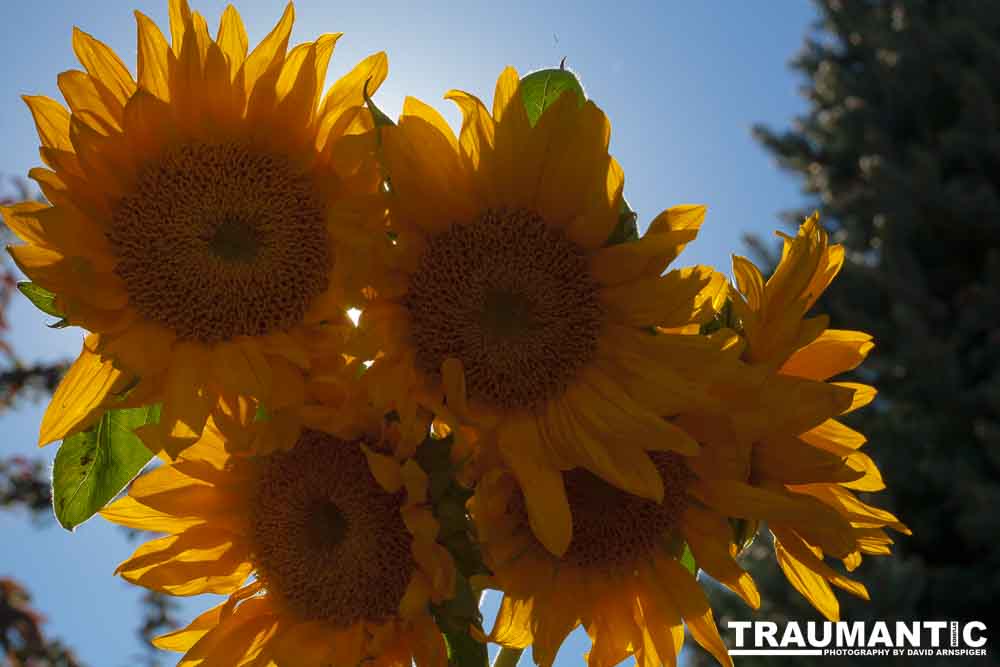 Sometimes I just like to buy a bunch of flowers and take pictures.  Sunflowers are a favorite.