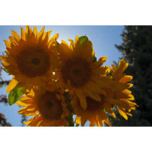 Sometimes I just like to buy a bunch of flowers and take pictures.  Sunflowers are a favorite.