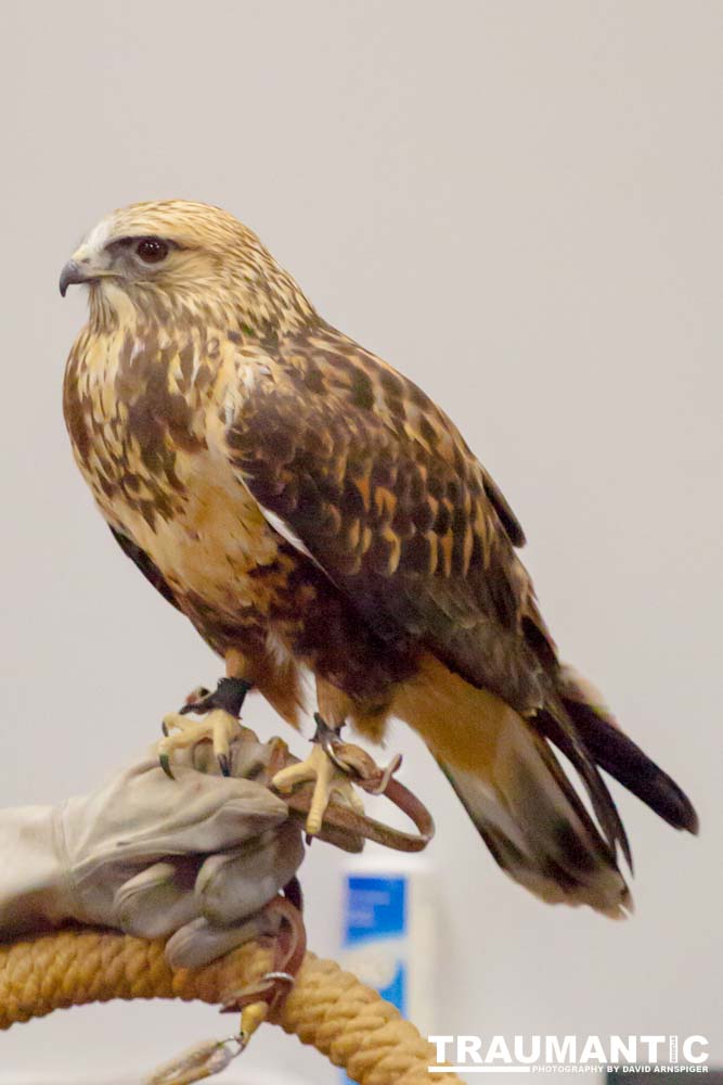 The Rocky Mountain Raptor Program hosted an event at a local library and showed off four of their birds.