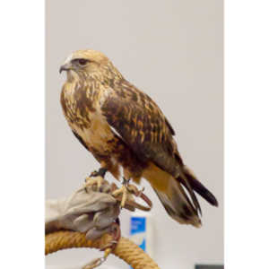 The Rocky Mountain Raptor Program hosted an event at a local library and showed off four of their birds.