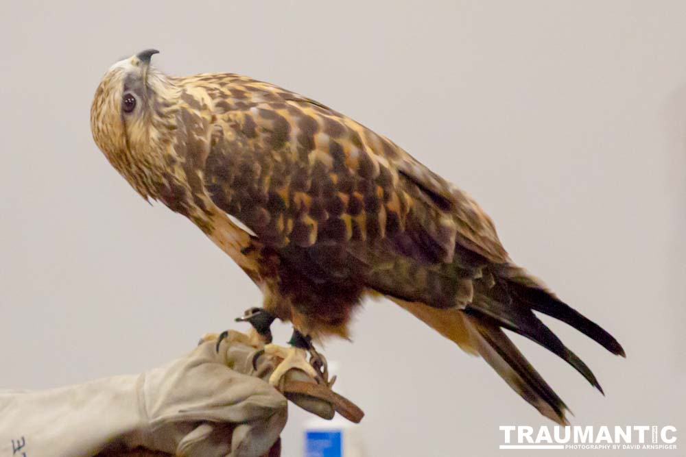 The Rocky Mountain Raptor Program hosted an event at a local library and showed off four of their birds.