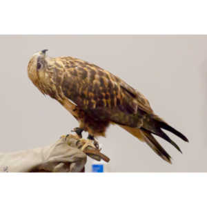 The Rocky Mountain Raptor Program hosted an event at a local library and showed off four of their birds.