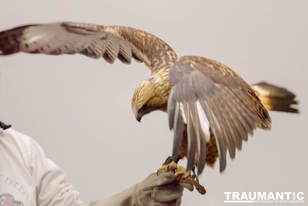 The Rocky Mountain Raptor Program hosted an event at a local library and showed off four of their birds.