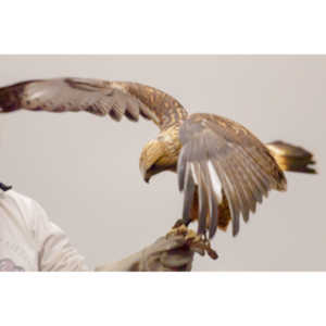 The Rocky Mountain Raptor Program hosted an event at a local library and showed off four of their birds.