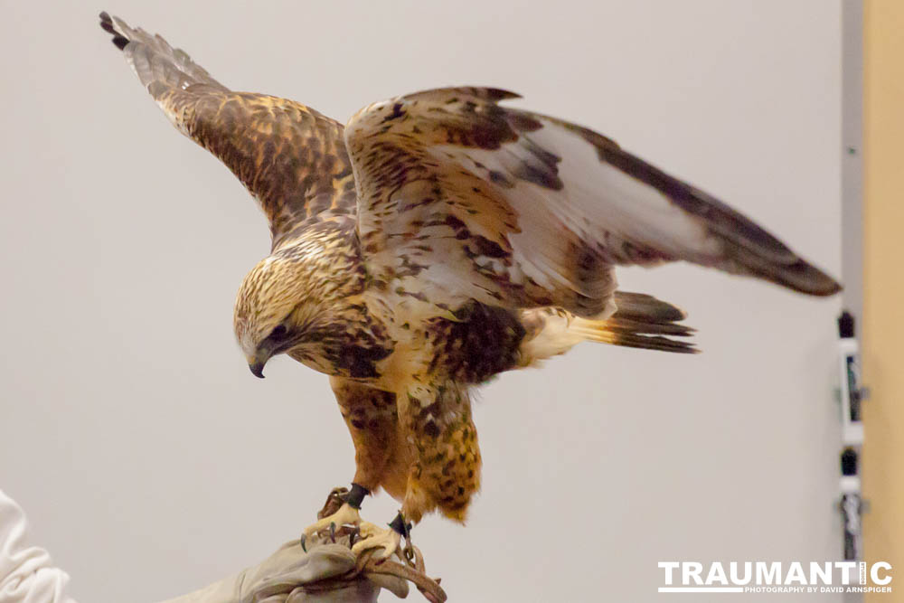 The Rocky Mountain Raptor Program hosted an event at a local library and showed off four of their birds.