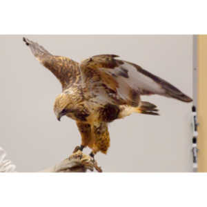 The Rocky Mountain Raptor Program hosted an event at a local library and showed off four of their birds.