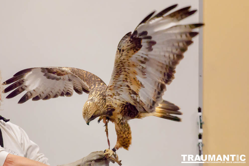 The Rocky Mountain Raptor Program hosted an event at a local library and showed off four of their birds.