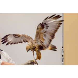 The Rocky Mountain Raptor Program hosted an event at a local library and showed off four of their birds.