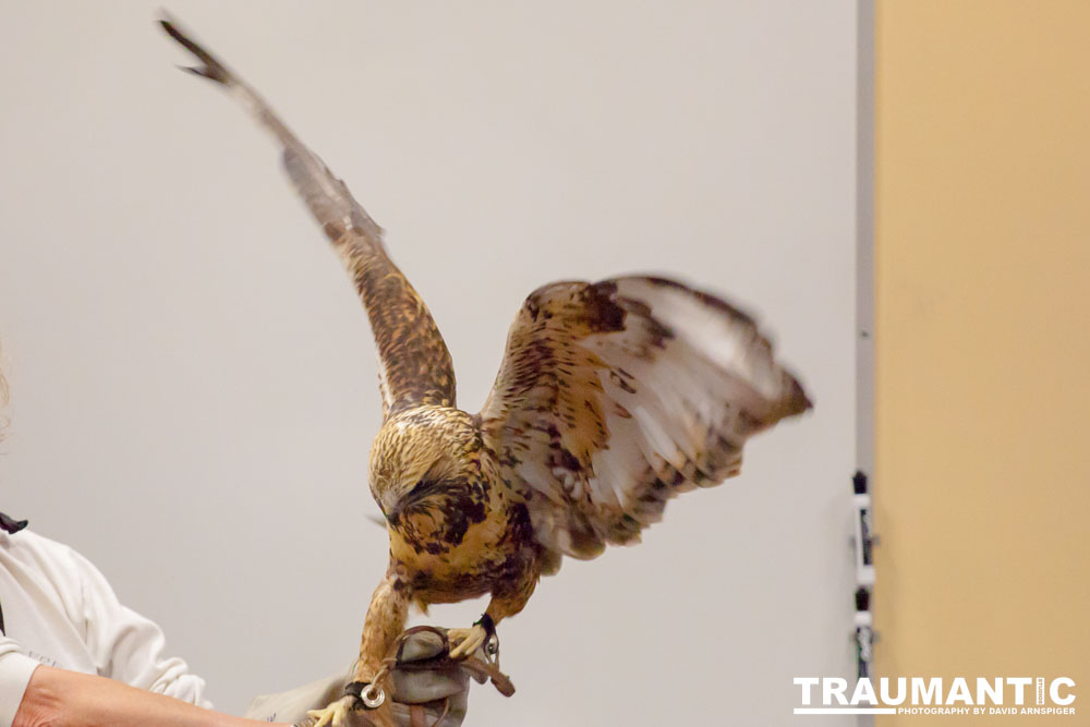 The Rocky Mountain Raptor Program hosted an event at a local library and showed off four of their birds.