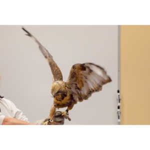 The Rocky Mountain Raptor Program hosted an event at a local library and showed off four of their birds.