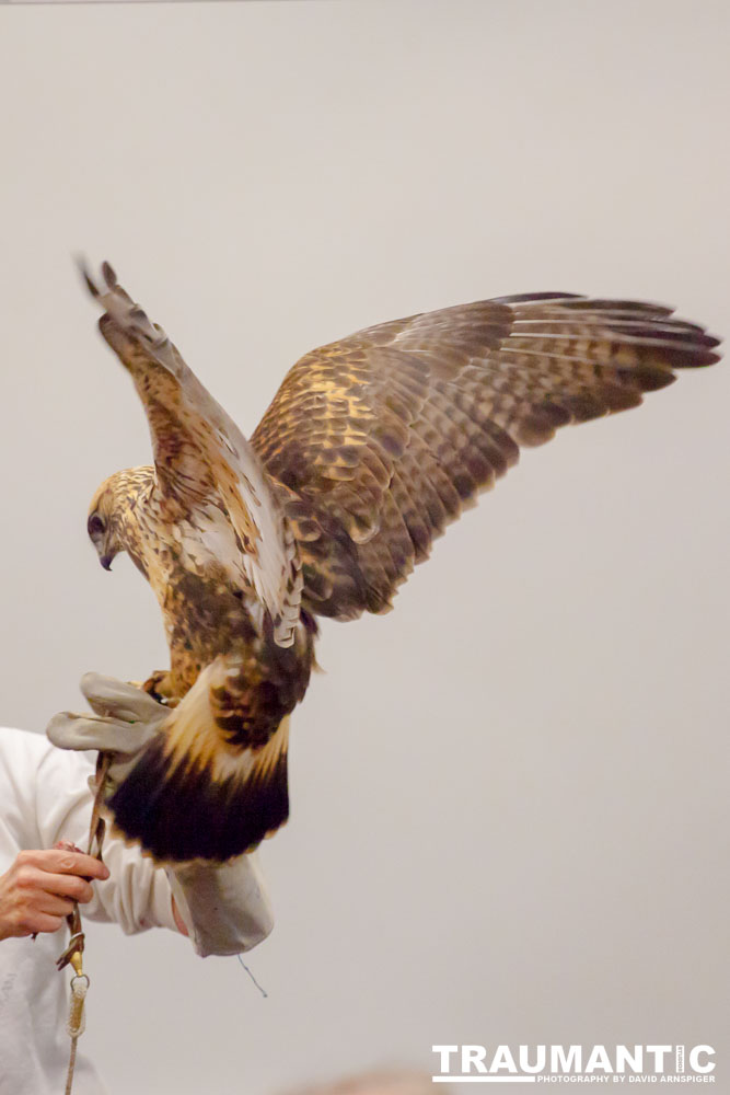 The Rocky Mountain Raptor Program hosted an event at a local library and showed off four of their birds.