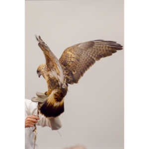 The Rocky Mountain Raptor Program hosted an event at a local library and showed off four of their birds.