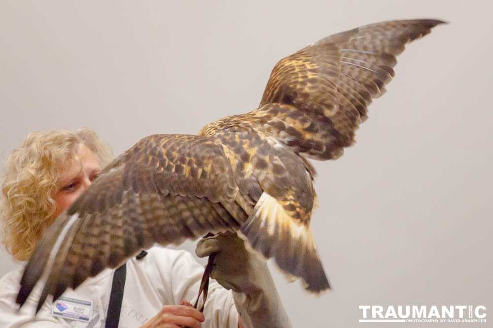 The Rocky Mountain Raptor Program hosted an event at a local library and showed off four of their birds.