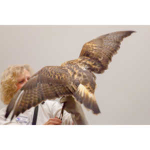 The Rocky Mountain Raptor Program hosted an event at a local library and showed off four of their birds.