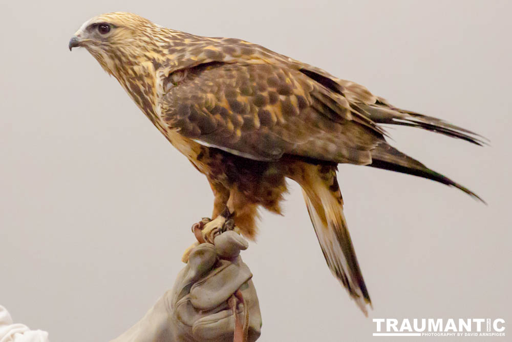 The Rocky Mountain Raptor Program hosted an event at a local library and showed off four of their birds.