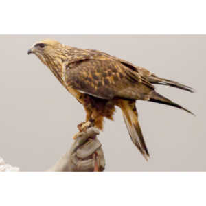 The Rocky Mountain Raptor Program hosted an event at a local library and showed off four of their birds.