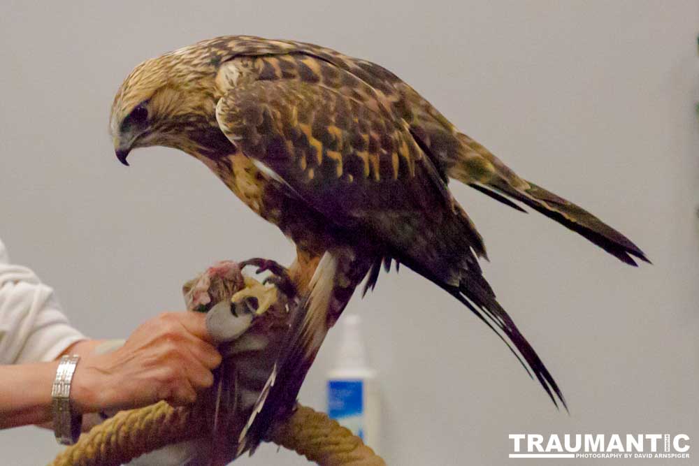 The Rocky Mountain Raptor Program hosted an event at a local library and showed off four of their birds.