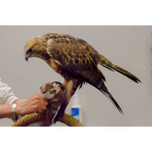 The Rocky Mountain Raptor Program hosted an event at a local library and showed off four of their birds.