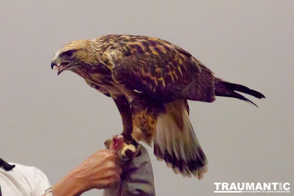 The Rocky Mountain Raptor Program hosted an event at a local library and showed off four of their birds.