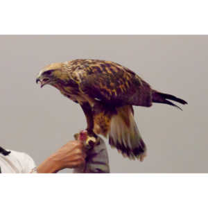 The Rocky Mountain Raptor Program hosted an event at a local library and showed off four of their birds.