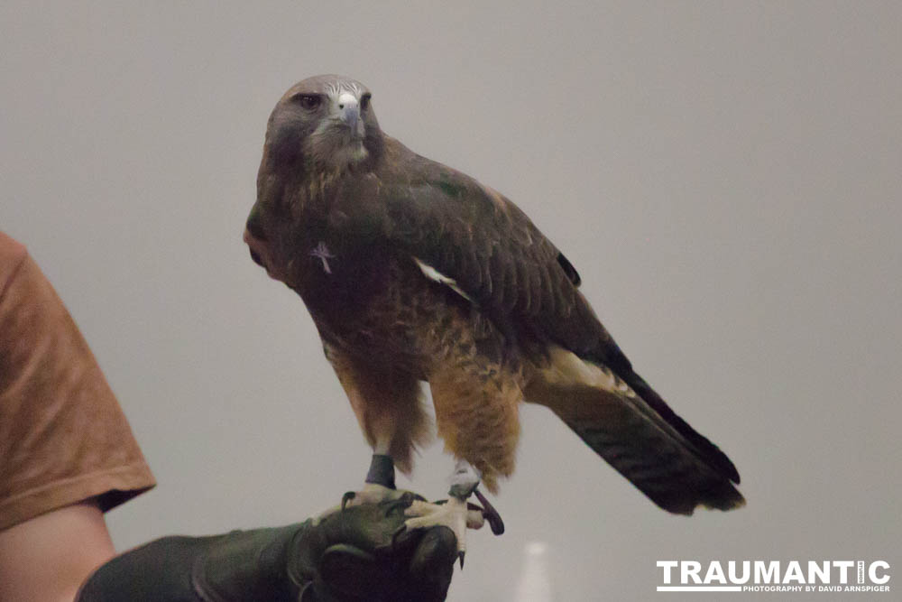 The Rocky Mountain Raptor Program hosted an event at a local library and showed off four of their birds.