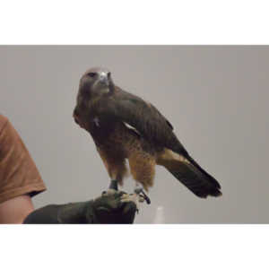 The Rocky Mountain Raptor Program hosted an event at a local library and showed off four of their birds.