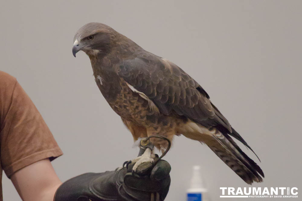 The Rocky Mountain Raptor Program hosted an event at a local library and showed off four of their birds.