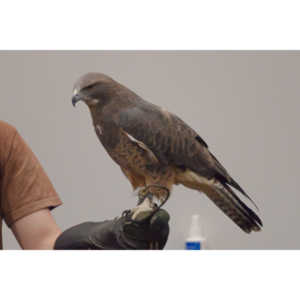 The Rocky Mountain Raptor Program hosted an event at a local library and showed off four of their birds.