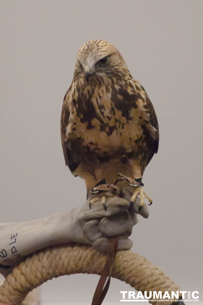 The Rocky Mountain Raptor Program hosted an event at a local library and showed off four of their birds.