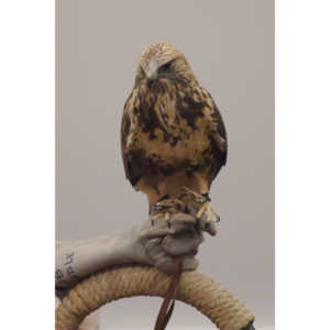 The Rocky Mountain Raptor Program hosted an event at a local library and showed off four of their birds.