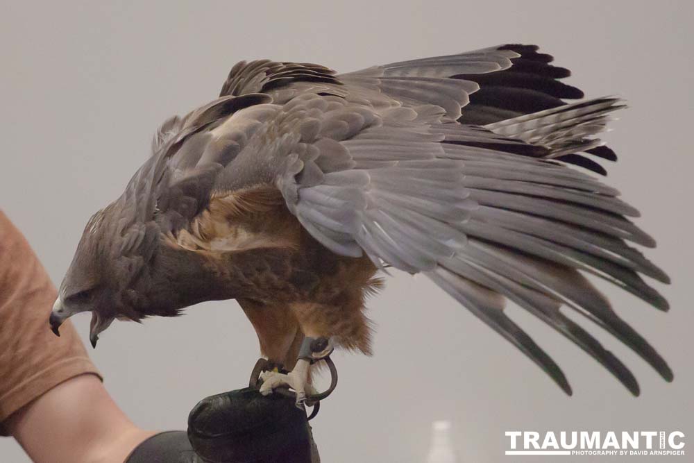 The Rocky Mountain Raptor Program hosted an event at a local library and showed off four of their birds.