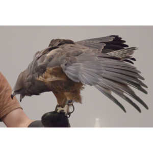 The Rocky Mountain Raptor Program hosted an event at a local library and showed off four of their birds.