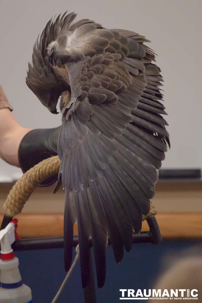 The Rocky Mountain Raptor Program hosted an event at a local library and showed off four of their birds.