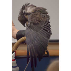 The Rocky Mountain Raptor Program hosted an event at a local library and showed off four of their birds.