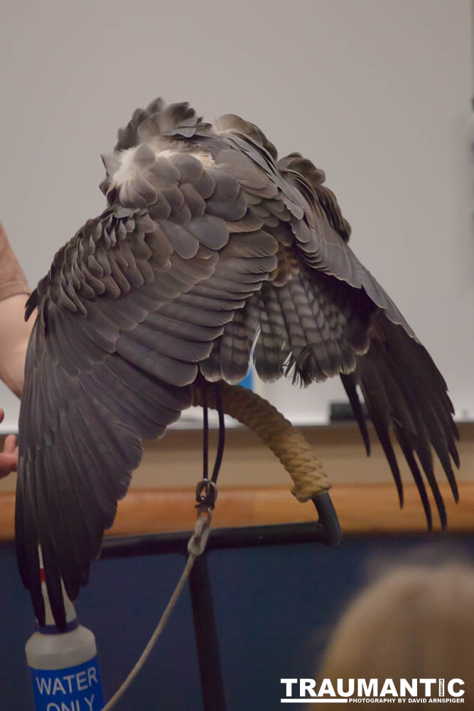 The Rocky Mountain Raptor Program hosted an event at a local library and showed off four of their birds.