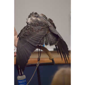 The Rocky Mountain Raptor Program hosted an event at a local library and showed off four of their birds.