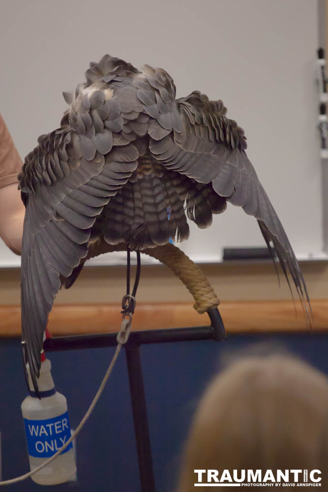 The Rocky Mountain Raptor Program hosted an event at a local library and showed off four of their birds.