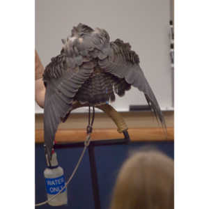 The Rocky Mountain Raptor Program hosted an event at a local library and showed off four of their birds.