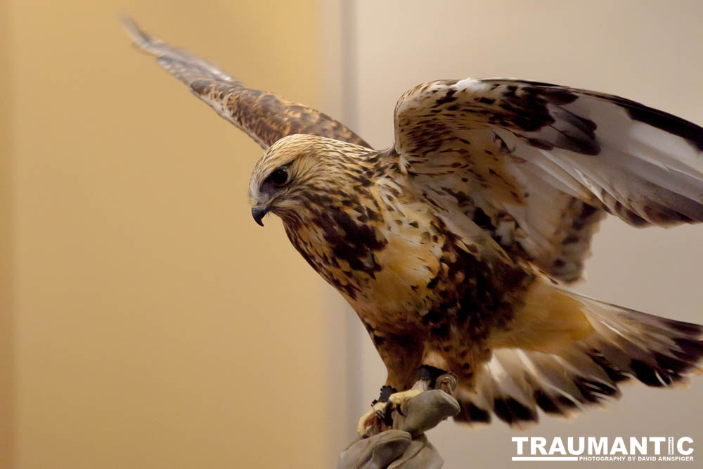 The Rocky Mountain Raptor Program hosted an event at a local library and showed off four of their birds.