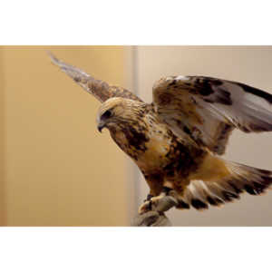 The Rocky Mountain Raptor Program hosted an event at a local library and showed off four of their birds.